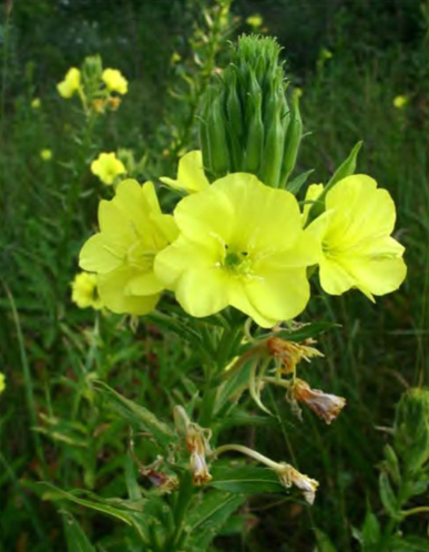 Цветение Oenothera biennis