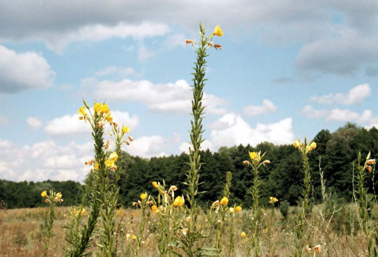 Oenothera biennis