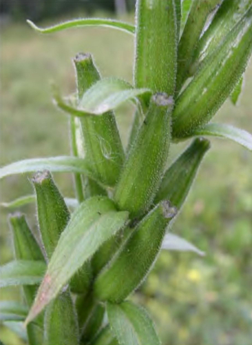 Плодоношение Oenothera biennis