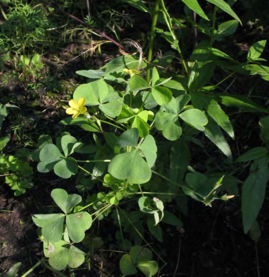 Цветение Oxalis stricta