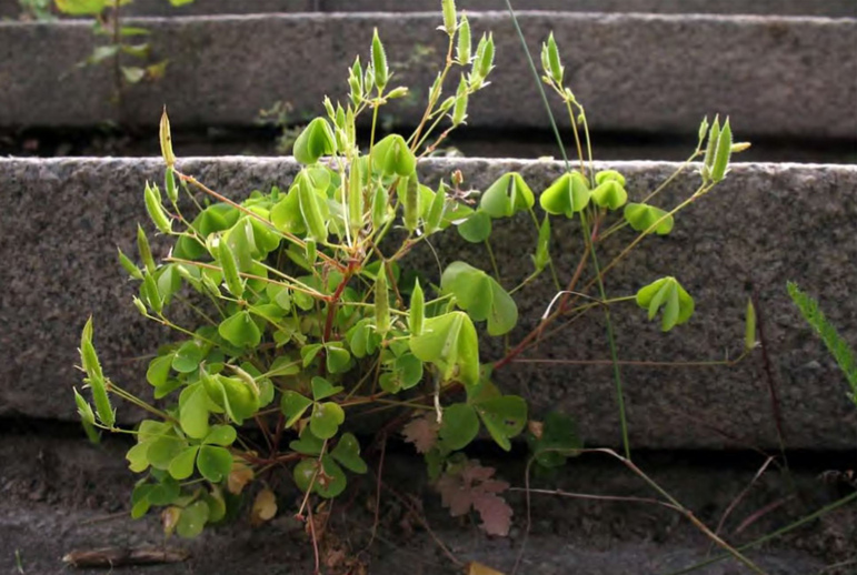 Плодоношение Oxalis stricta