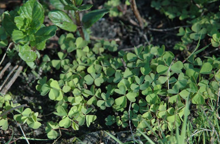 Oxalis stricta — огородный сорняк