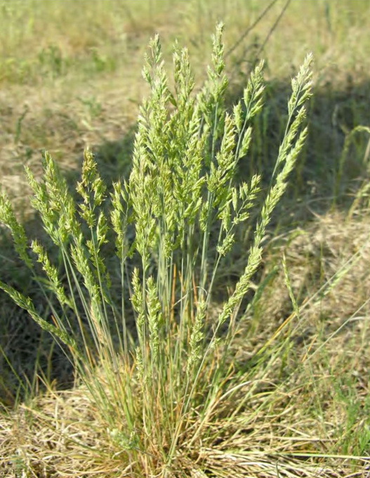 Плодоношение Anisantha tectorum