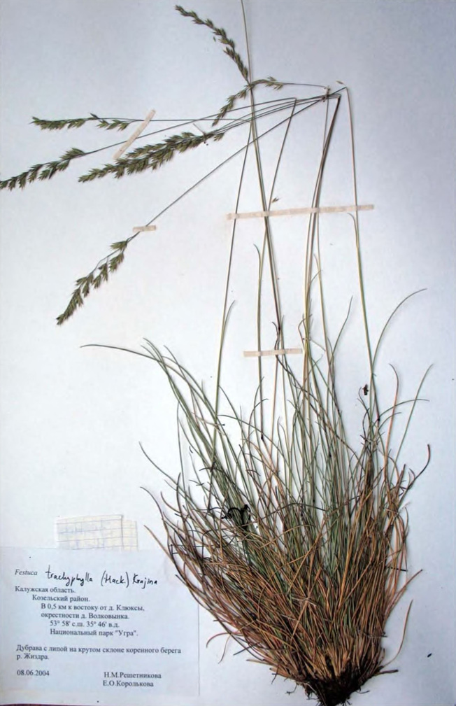 Гербарный лист Festuca trachyphylla