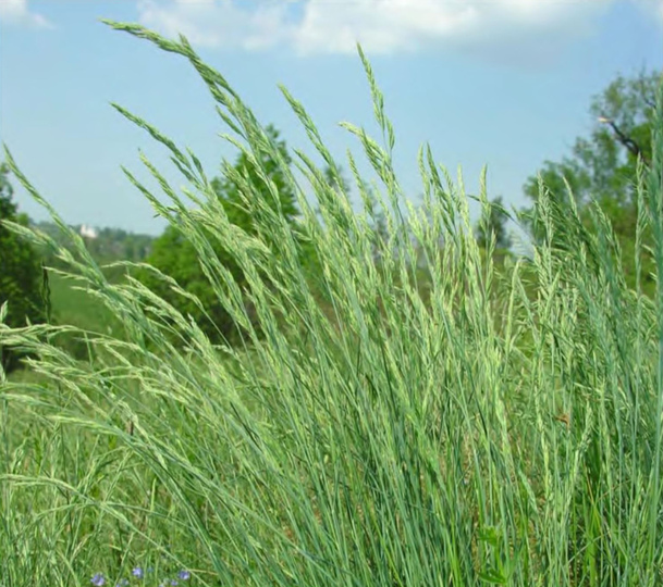 Внедрение Festuca trachyphylla в естественные сообщества