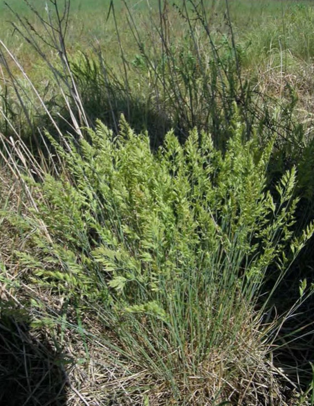 Плодоношение Festuca trachyphylla