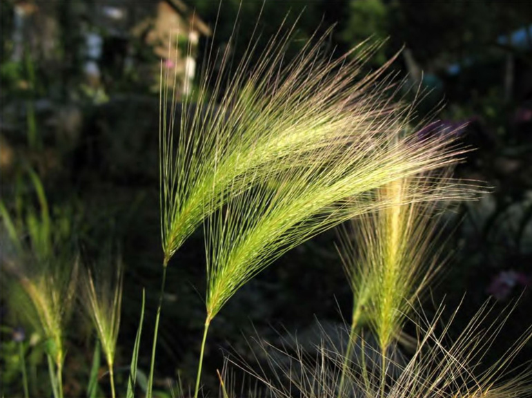 Колосья Hordeum jubatum