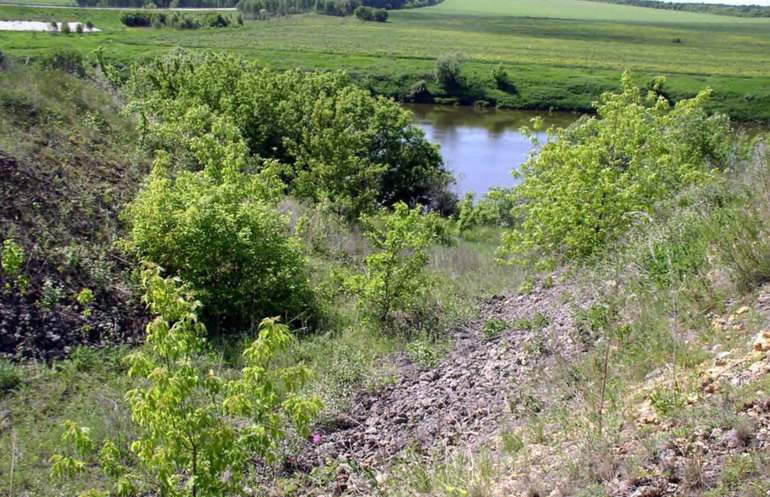 Заросли Acer negundo в заповеднике «Галичья Гора», участок «Морозова Гора» (Липецкая область)