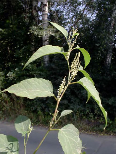 Побег Reynoutria japonica, Московская область, ж/д станция «Тарасовка»