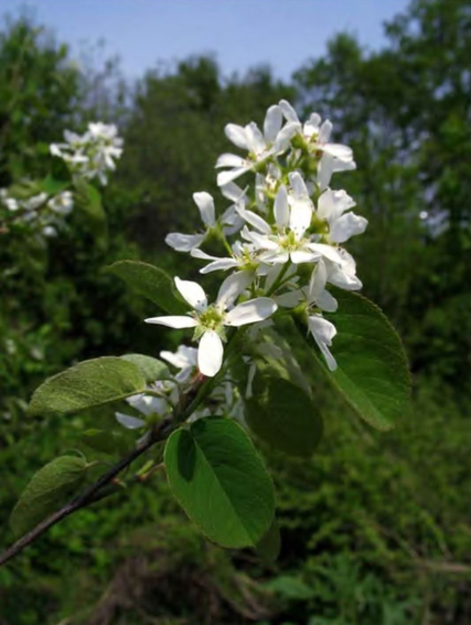 Внедрение Amelanchier spicata в сосновый лес