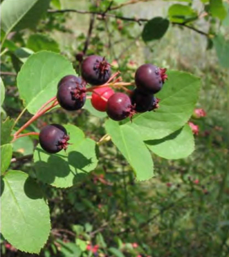 Цветение и плодоношение Amelanchier spicata