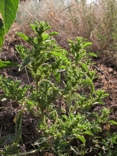 Amaranthus albus, общий вид растения