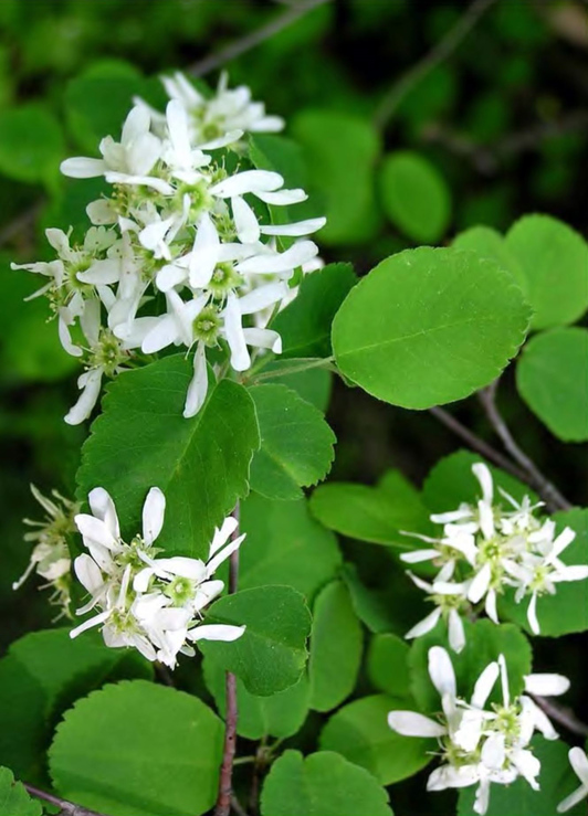 Цветение Amelanchier alnifolia