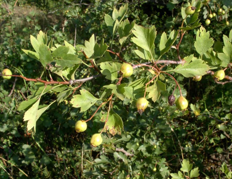 Побеги Crataegus monogyna