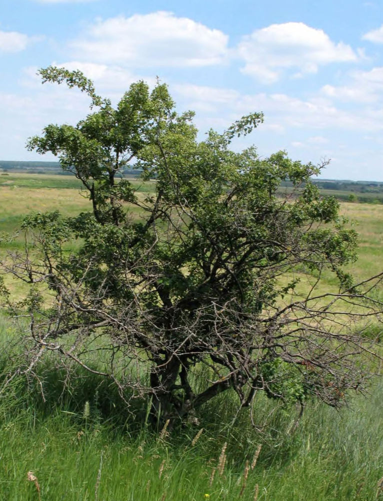 Деревце Crataegus monogyna