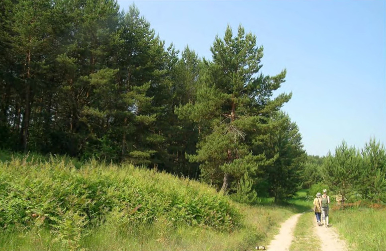 Внедрение Sorbaria sorbifolia в опушечные сообщества