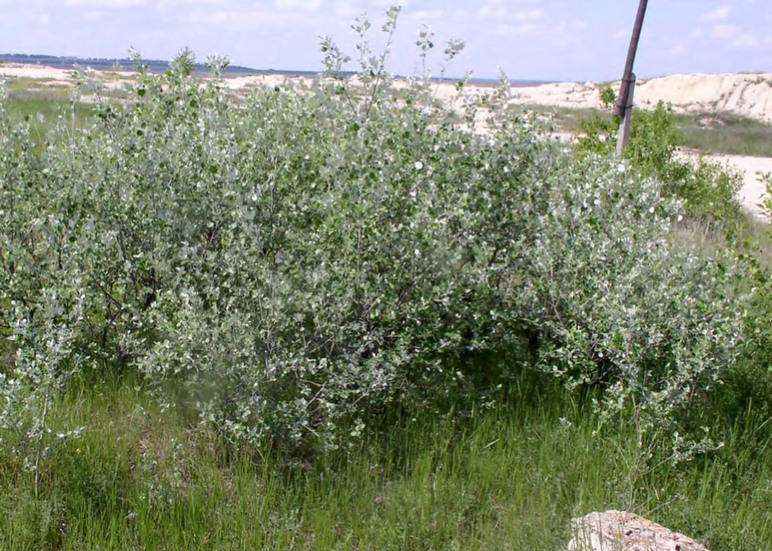 Клон Populus alba