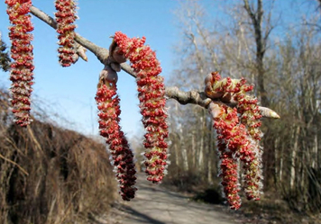 Серёжка Populus alba