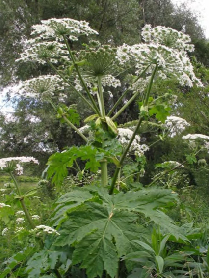 Heracleum sosnowskyi, общий вид цветущего растения