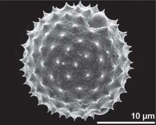 Пыльцевое зерно Ambrosia artemisiifolia (сканирующий электронный микроскоп)