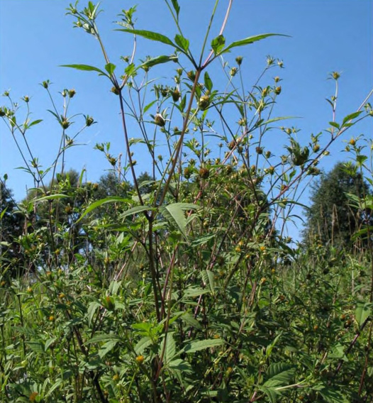 Bidens frondosa, общий вид растения