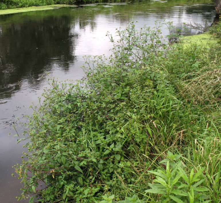 Bidens frondosa вдоль реки Пехорка в Люберецком районе Московской области