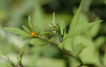 Корзинка Bidens frondosa