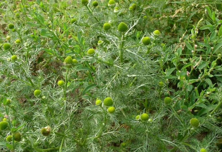 Облик Chamomilla suaveolens