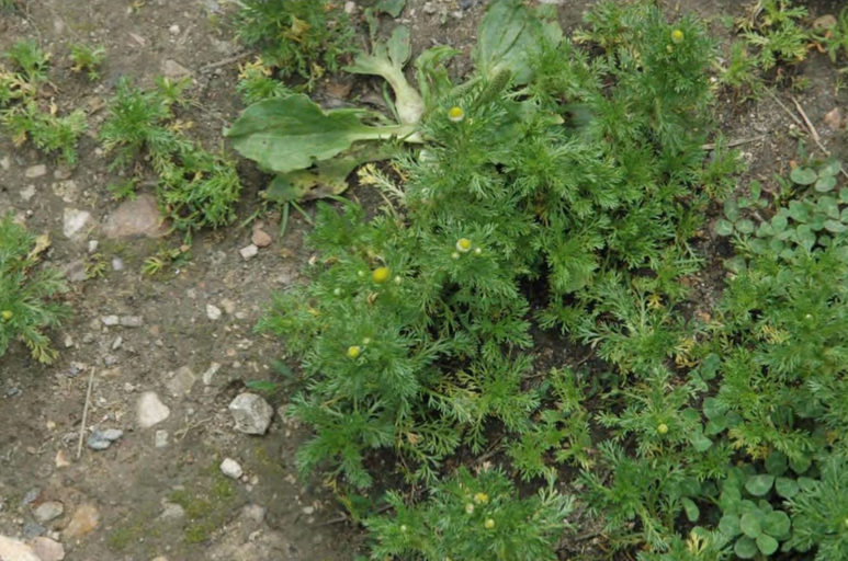 Chamomilla suaveolens вдоль тропинки