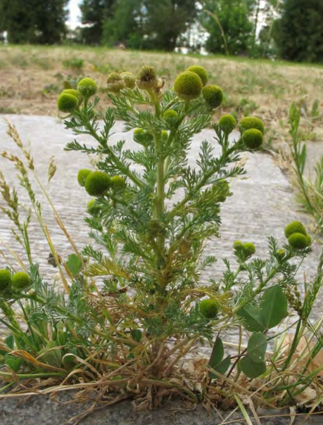 Начало плодоношения Chamomilla suaveolens