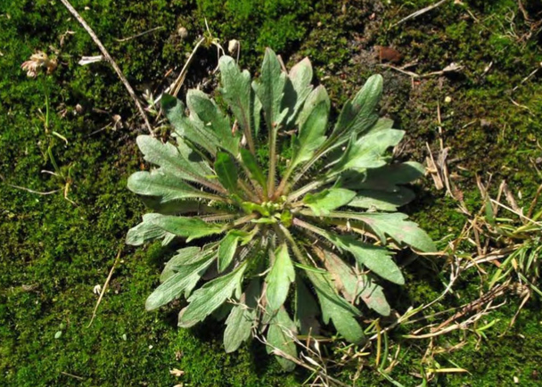 Розетка Conyza canadensis