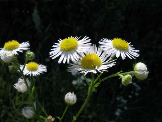 Цветение Erigeron annuus