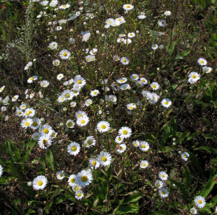 Внедрение Erigeron annuus в луговые сообщества