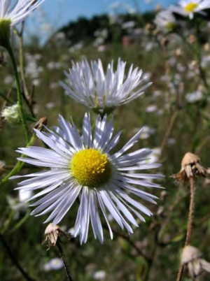 Корзинки Erigeron annuus