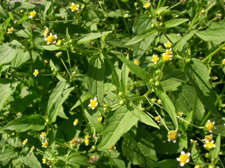 Массовое цветение Galinsoga parviflora