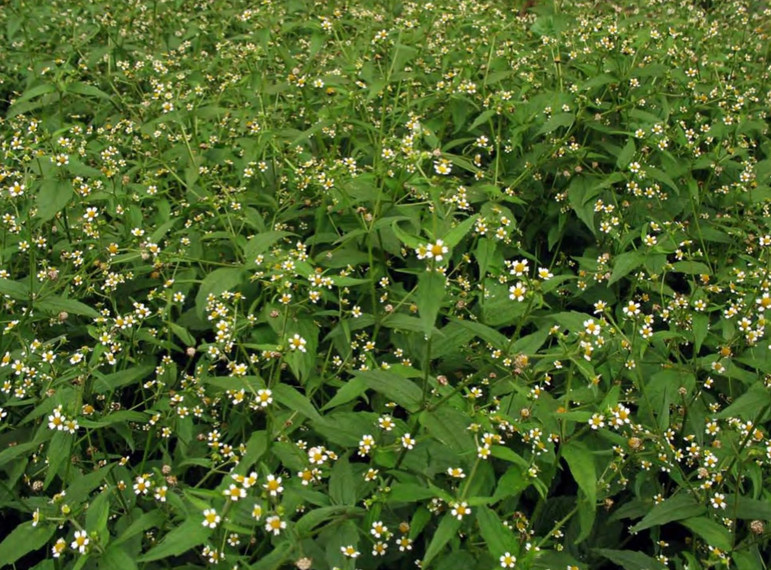 Galinsoga parviflora — злостный сорняк цветников