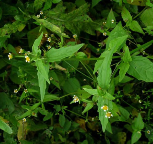 Корзинки Galinsoga parviflora