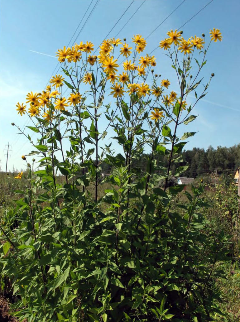 Массовое цветение Helianthus tuberosus