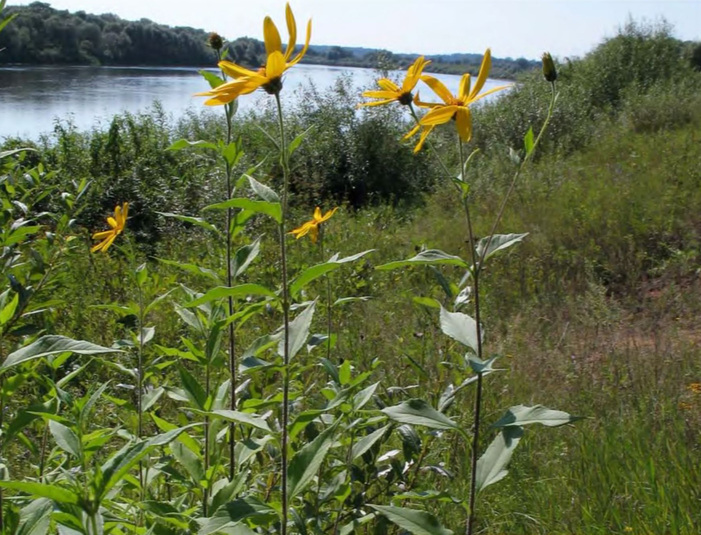 Внедрение Helianthus tuberosus в прибрежные ивняки на реке Оке в окрестностях города Калуги