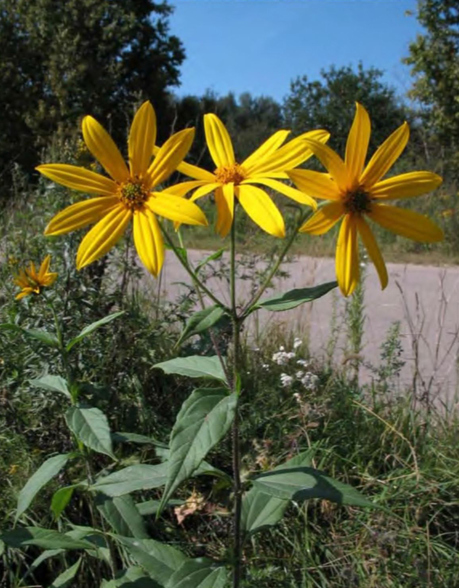 Корзинки Helianthus tuberosus