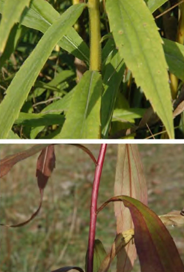 Побеги Solidago сanadensis (вверху) и Solidago gigantea (внизу)