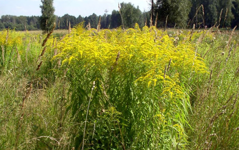 Внедрение Solidago сanadensis в луговые сообщества, Московская область, пойма реки Клязьма