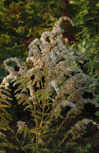 Плодоношение Solidago сanadensis