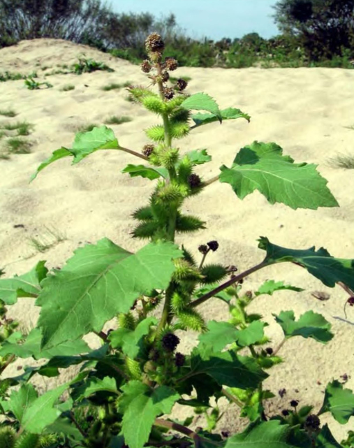 Внедрение Xanthium albinum в прибрежные сообщества, река Ока