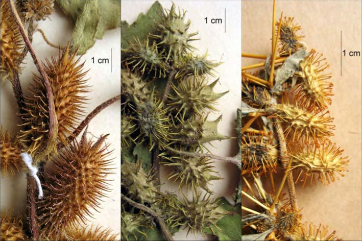 Соплодия трёх Xanthium albinum (слева), X. strumarium (в центре), X. spinosum (справа)