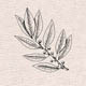 Семейство Aceraceae — Кленовые