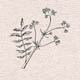 Семейство Poaceae (Gramineae) — Злаки