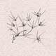 Семейство Polygonaceae — Гречишные