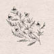 Семейство Boraginaceae — Буранчиковые