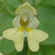 Недотрога мелкоцветковая / Impatiens parviflora DC.